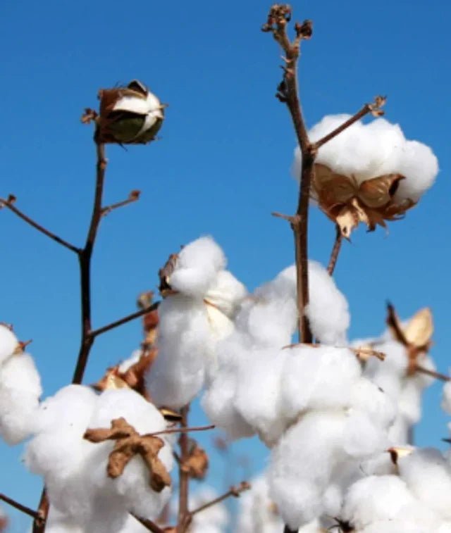 Why Organic Cotton is Better for Streetwear - Above Average Clothing